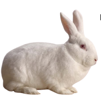 <ul><li><p>meat production, fur produciton, show breed, lab research</p></li><li><p>USA, california</p></li><li><p>Broad, muscular body, upright ears, snowy white coat, ruby pink eyes </p></li><li><p>4.5-5.4 kg, bucks weight 4.1-5kg</p></li></ul><p></p>