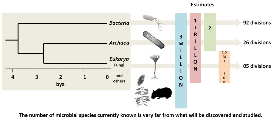 <p>Microbial diversity</p>