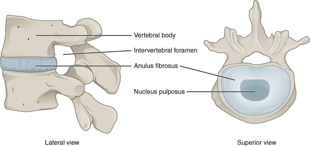 <p>Vertebral Column and Intervertebral Discs: </p>
