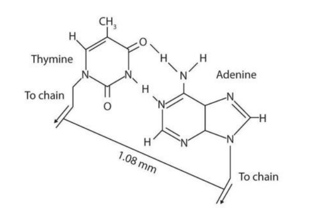 <p>Two hydrogen bonds</p>