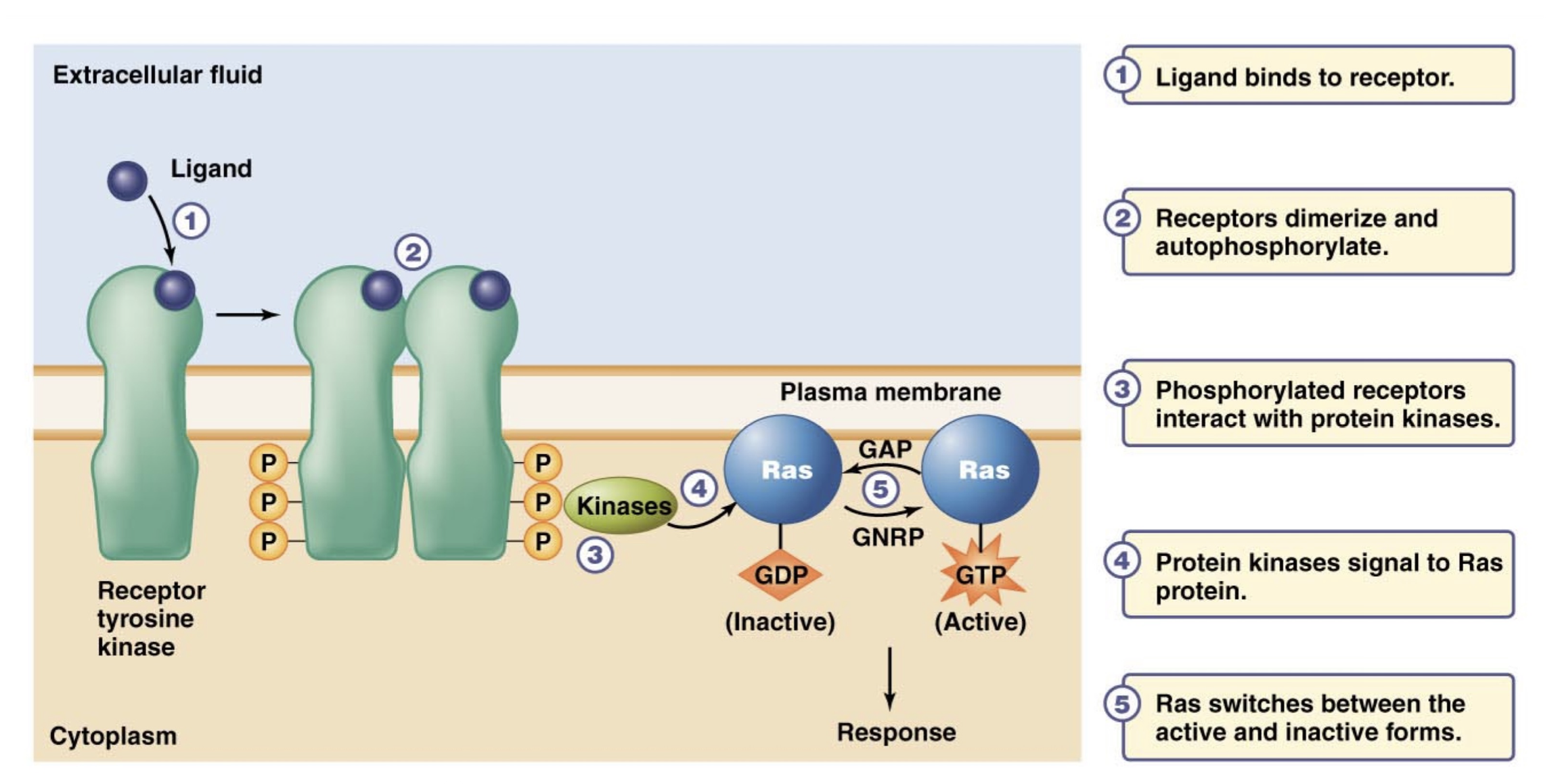 <p>Receptor Tyrosine Kinases</p>
