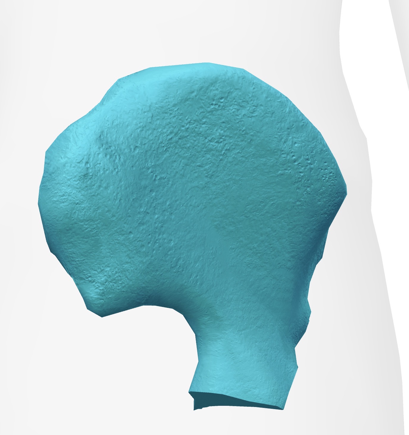 <p>Ilium: Muscle Attachments</p>
