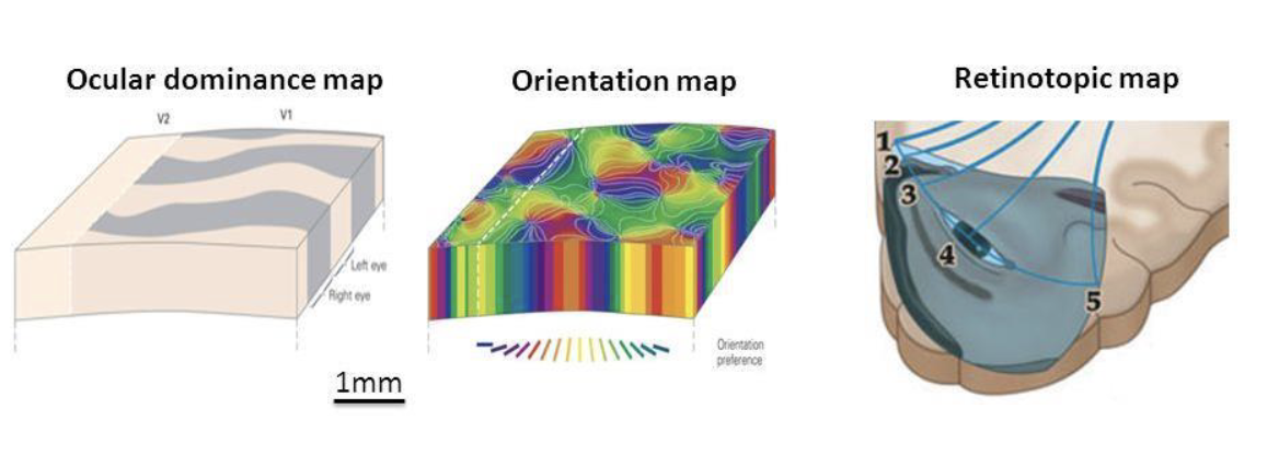 <p>3 things that are overlaid in V1</p>