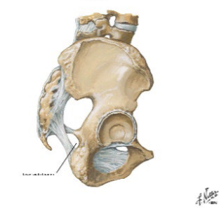 <p>What nerve passes through the lesser sciatic foramen</p>