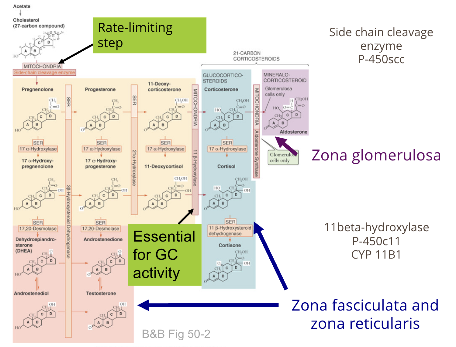 <p>Cholesterol moves along the line and gets edited at each step by enzymes. The enzyme a layer has, determines what it makes.</p>