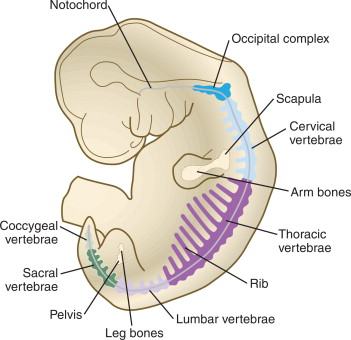 <ul><li><p>Embryonic mesenchyme are unspecialised cells in a gel-like matrix</p></li><li><p>The bones develop from the embryonic mesenchyme and replace existing structures</p></li></ul><p></p>
