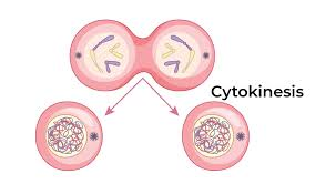 <p>cytokinesis: AKA cytoplasmic division, it splits the cell into two</p><ol><li><p>cleave furrow or “pinching in” causes the division</p></li><li><p>begins as early as anaphase but continues through telophase</p></li><li><p>marks the END of cell division</p></li></ol><p></p>