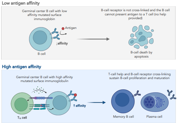 <p><strong><u>introduce mutations within Ig gene regions</u></strong></p><ul><li><p>if mutations increase affinity cell get selective survival</p></li><li><p>i.e. if B cell cannot bind antigens no survival signals</p></li><li><p>if B cell binds induces survival signals &amp; proliferation</p></li></ul><p></p>