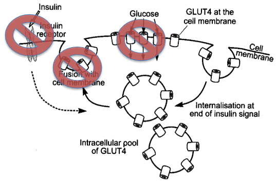 <ul><li><p><strong>Major absorptive state hormone:</strong> <span style="background-color: transparent;">It travels through the blood to facilitate uptake and storage of glucose (and storage of other fuels) in target organs</span></p></li><li><p><span style="background-color: transparent;"><strong>Primary goal: </strong>enhance glucose uptake via the transporter protein <em>GLUT4,</em> in many tissues of the body (<em>especially fat cells and resting skeletal muscle</em>)</span></p></li><li><p><span style="background-color: transparent;">Released by beta cells in the pancreas’ Islets of Langerhans when blood glucose is high (e.g., after a meal). It stimulates cells (especially liver, muscle, and fat) to take up glucose from the blood, store it as glycogen, and reduce glucose production by the liver, thereby lowering blood sugar</span></p></li></ul><p></p>