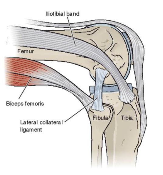 <ul><li><p><span>Lateral femoral condyle to fibular head</span></p></li><li><p><span>Joins biceps femoris at attachment</span></p></li><li><p><span>Separate from the joint capsule</span></p></li><li><p><span>Blood supply</span></p></li></ul><p></p>