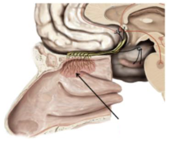 <p>Identify</p><ul><li><p>what is located in here</p></li><li><p>what nerve is this correlated with? </p></li></ul><p></p>