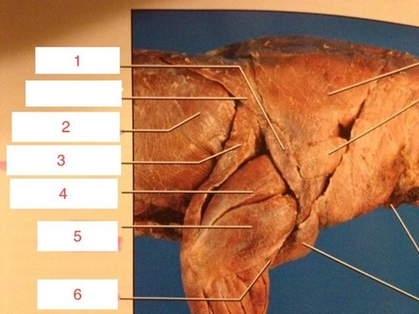 <p>{#4}</p>