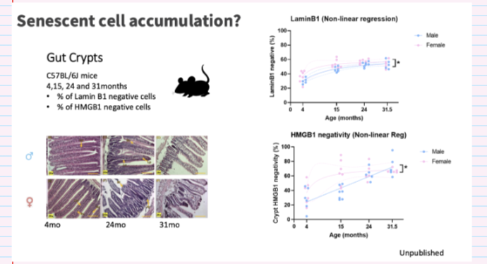<ul><li><p>Yes — <strong>greater accumulation with age in females</strong></p></li><li><p>↑ Lamin B1 negative cells</p></li><li><p>↑ HMGB1 negative cells</p></li><li><p>Indicates ↑ senescence vs males</p></li></ul><p></p>