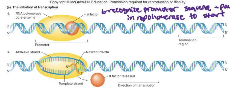 <p><span style="font-family: "Tw Cen MT";">RNA polymerase binds to promoter sequence located near beginning of gene</span></p><p><span style="font-family: "Helvetica Neue";">•</span><span style="font-family: "Tw Cen MT";">Region of DNA is unwound to form open promoter complex</span></p><p><span style="font-family: "Helvetica Neue";">•</span><span style="font-family: "Tw Cen MT";">Phosphodiester bonds formed between first two nucleotides</span></p>