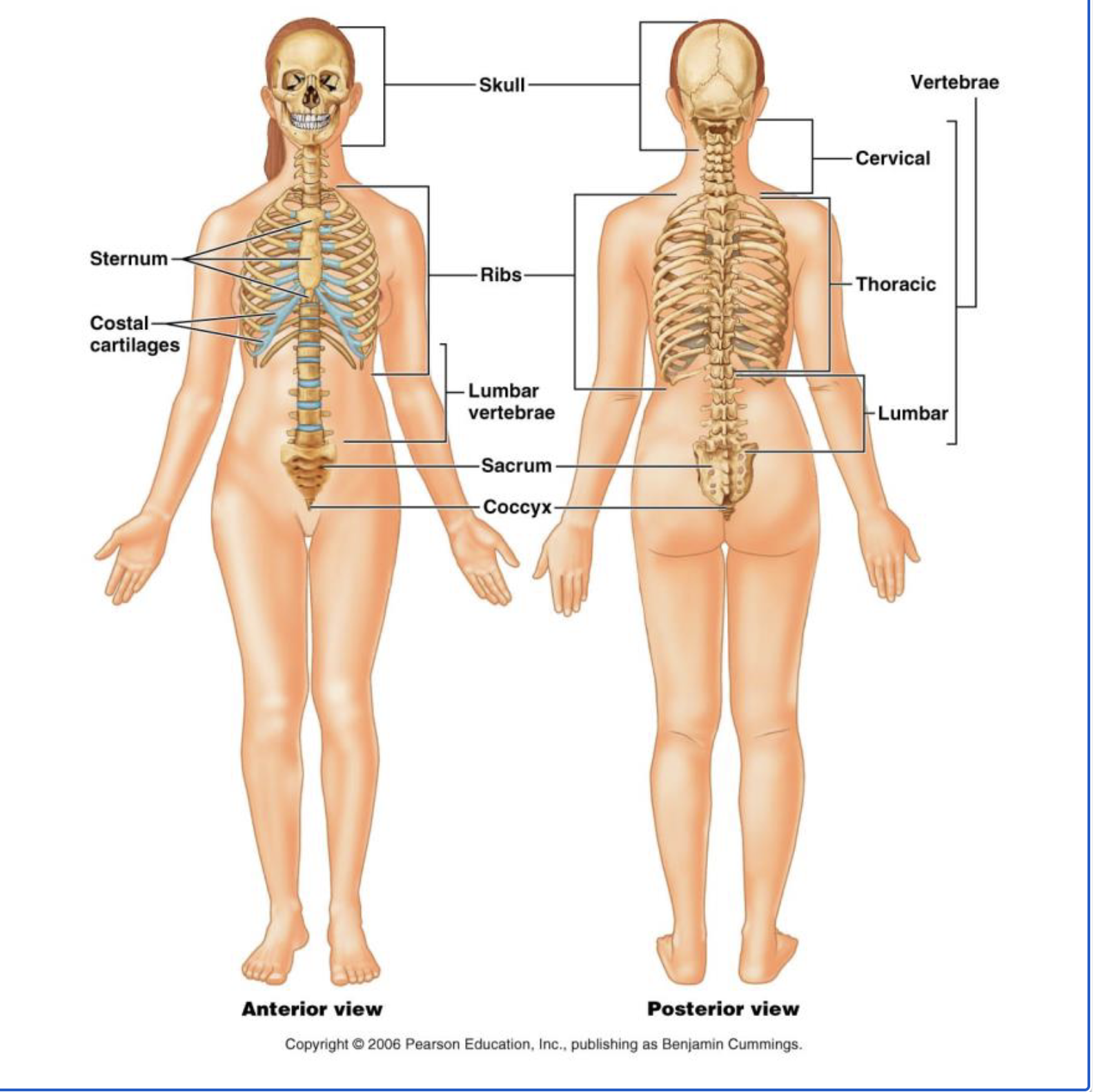 <ul><li><p>Skull: cranial and facial bones</p></li><li><p>Auditory ossicles: middle ear bones</p></li><li><p>Hyoid Bone: point of attachment of the tongue and many neck muscles</p></li><li><p>Vertebral Column: cervical, thoracic, and lumbar vertebrae; intervertebral discs, sacrum, coccyx</p></li><li><p>Bony Thorax: 12 pairs of ribs, sternum, costal cartilage</p></li></ul><p></p>