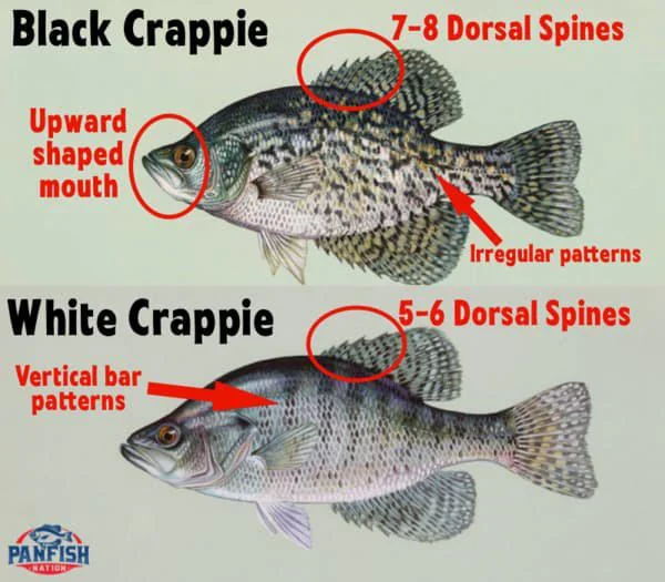 <p>Centrarchidae</p><p>Pomoxis nigromaculatus (black crappie)</p>