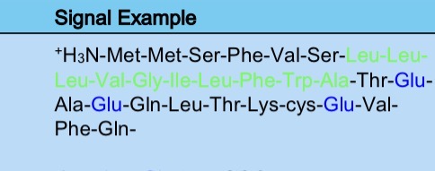 <p>Hydrophobic at amino terminus</p>