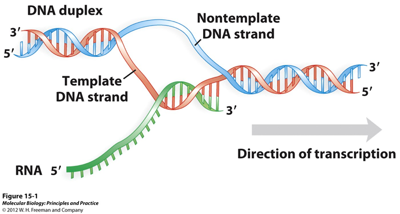 How transcription normally works, transcritpion bubbble