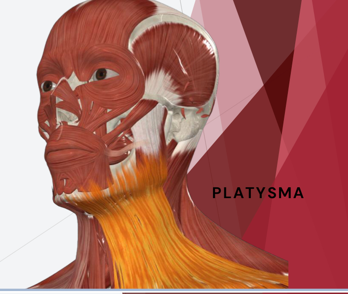 <p>depresses the lower jaw (mandible)</p>