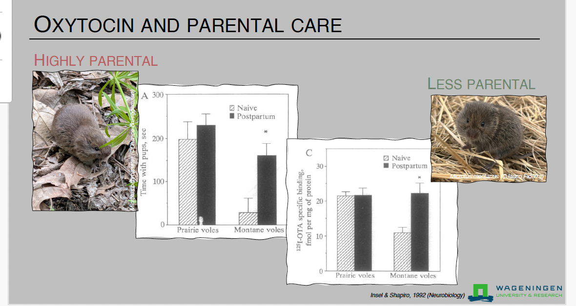 Slide 39 – Oxytocin and Parental Care