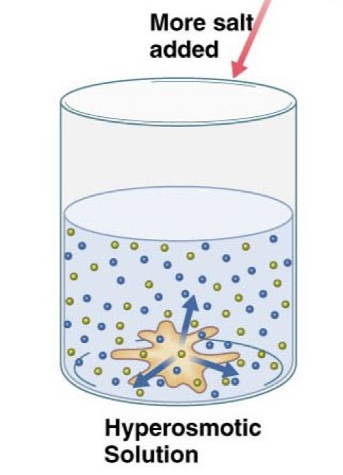 <p>Solution has a much higher osmolarity than the cell, so water leaves the cell to try and balance these solute concentrations</p>