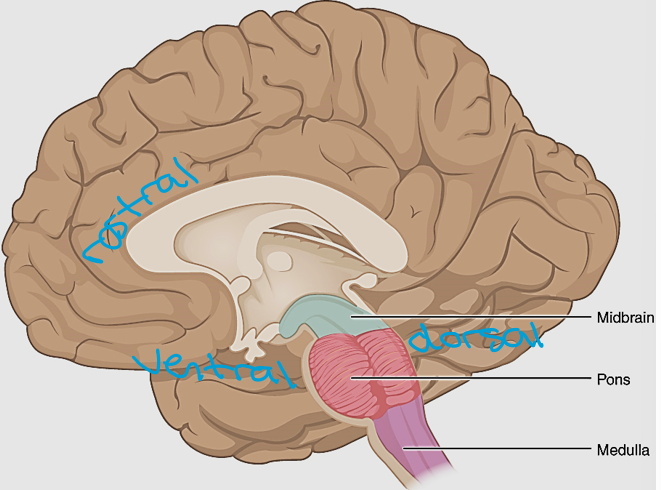 <p>Brainstem</p><p>Medulla, pons, midbrain</p>