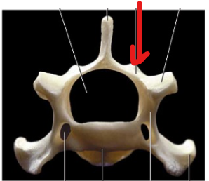 <p>The dorsocaudal projection formed by the fusion of the laminae, homologous with the neural spine.</p>
