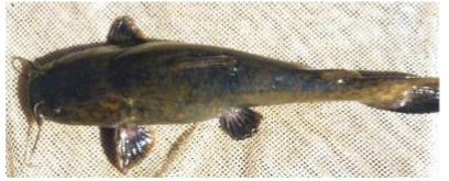 <p>What fish is this</p>