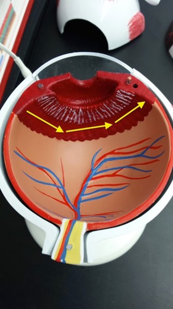<p>What part of the eye is this?</p>