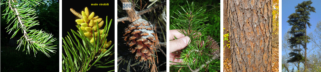 <p>twisted two needles, egg sized cone wiht spiked end scale, orange tinted bark, terrible form</p>