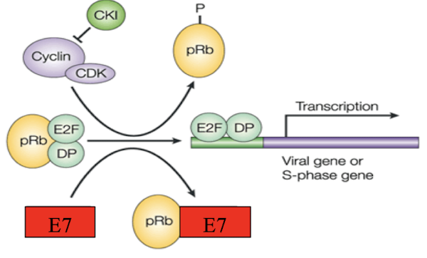 <ul><li><p><strong>Phosphorylation of Rb by E7 releases E2F/DP and promotes cell cycle progression</strong></p></li><li><p><strong><mark data-color="red" style="background-color: red; color: inherit;">Hypophosphorylated Retinoblastoma tumor suppressor</mark></strong> (pRB)<strong><u> </u>represses G1-S phase transition of cell cycle</strong></p></li><li><p><strong><u>E7 binds and inactivates pRB </u></strong>resulting in the activation of the cell cycle</p></li><li><p><strong>Binds and inactivates CDK inhibitors → resulting in cell growth</strong></p></li><li><p><strong>Induces cell cycle checkpoint defects<mark data-color="red" style="background-color: red; color: inherit;"> </mark></strong><mark data-color="red" style="background-color: red; color: inherit;">e.g. centrosome abnormalities and aneuploidy, </mark>contributing to genomic instability along with structural DNA breaks.</p></li></ul><p></p>