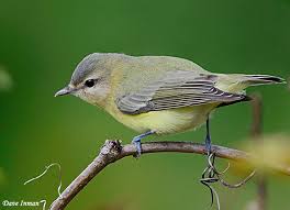 <p>Passeriformes</p><p>Gray head and back, muted yellow belly and throat, white supercilium, black and white wing stripes </p>