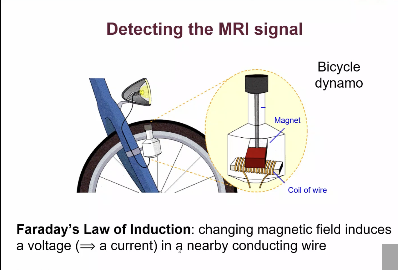 <p>After precession, there is Faraday’s Law of induction.</p><ul><li><p>you have this coil of wire just adjacent to this rotating magnet. The fact that you have a changing magnetic field, which is intersecting with this coil of wire by Faraday's law of induction,means that the change in magnetic field induces a voltage, and therefore a current in this conducting wire nearby.</p></li><li><p>if you put an RF coil next to source of magnetisation to measure processional frequency, then you will have a current induced in that coil </p></li><li><p>RF coils used to detect MRI signals</p></li></ul><p></p>