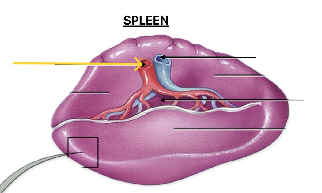 <p>Which part of spleen:</p><ul><li><p>Artery that goes from aorta → spleen</p></li></ul><p></p>