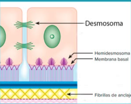 <p><strong>Desmosomas</strong></p>