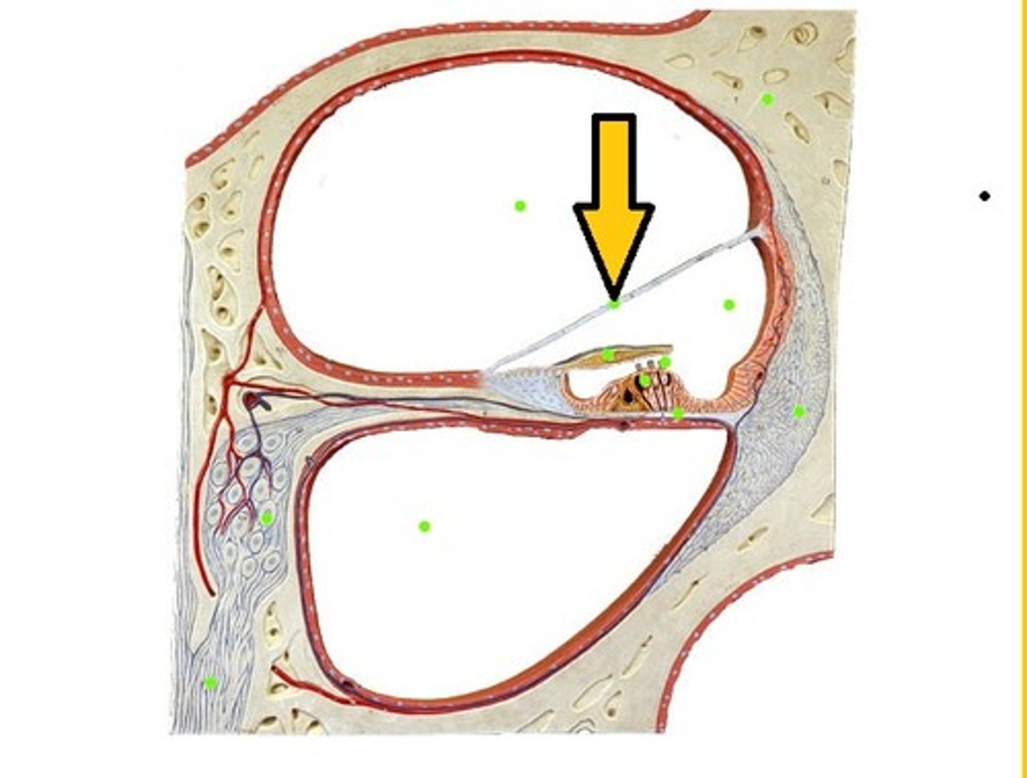 <p>separates the scala vestibule from the scala media</p><p>is attached to spiral limbus</p>