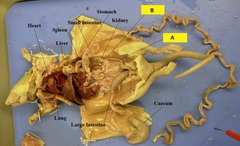 <p>B</p>