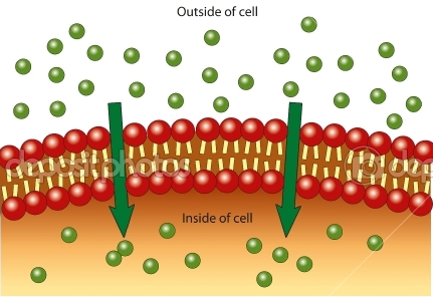 <p>Movement of molecules directly through the membrane from high concentration to low concentration.</p>