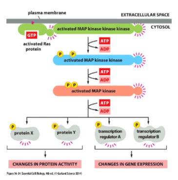 <p>Ras activates a series of serine/threonine protein kinases</p><p>• Example: Mitogen-activated protein kinase (MAP kinase) pathway</p><p>• Each member of the cascade is a molecular switch that when activated, phosphorylates the next member of the cascade.</p><p>• Mitogen: extracellular signaling molecule that stimulates cell proliferation.</p>
