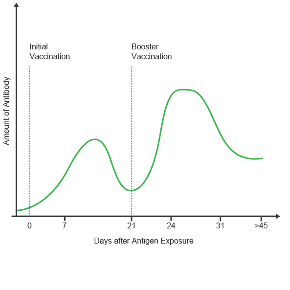 <p>rapid antibody response due to memory lymphocytes to prevent losing immunity</p>