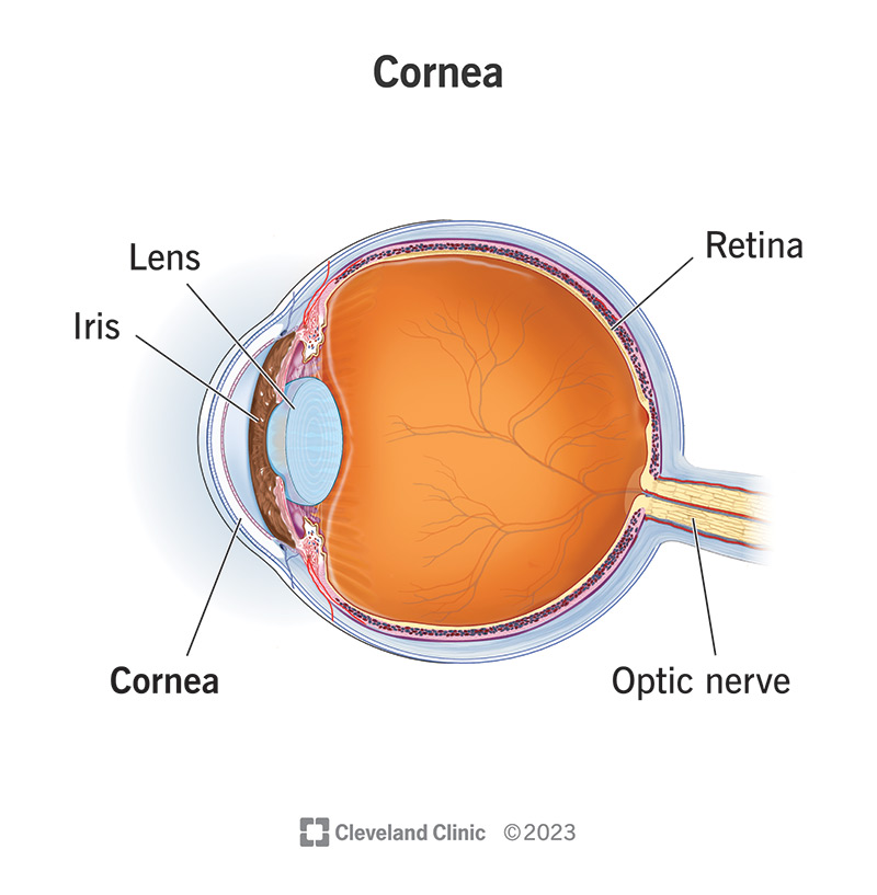 <p>cornea</p>