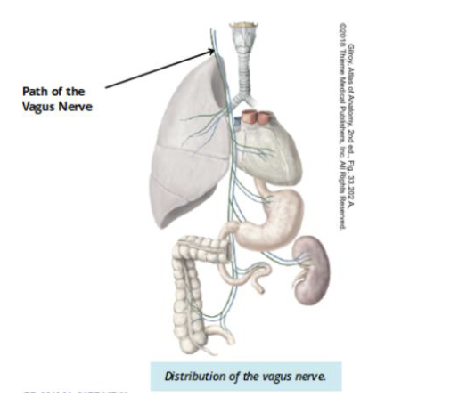 <p>CN X: Vagus nerve </p><ul><li><p>Sensory: sensory innervation of the larynx </p></li><li><p>motor: pharynx + larynx muscles, parasympathetic innervation of the thoracic + abdominal organs </p></li></ul><p></p>