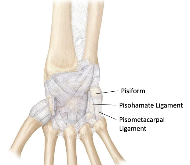 <p>Articulates with the triquetrum<br>Anchored to the hamate by the pisiform ligament and to the base of the 5th metacarpal by the pisometacarpal ligament</p>