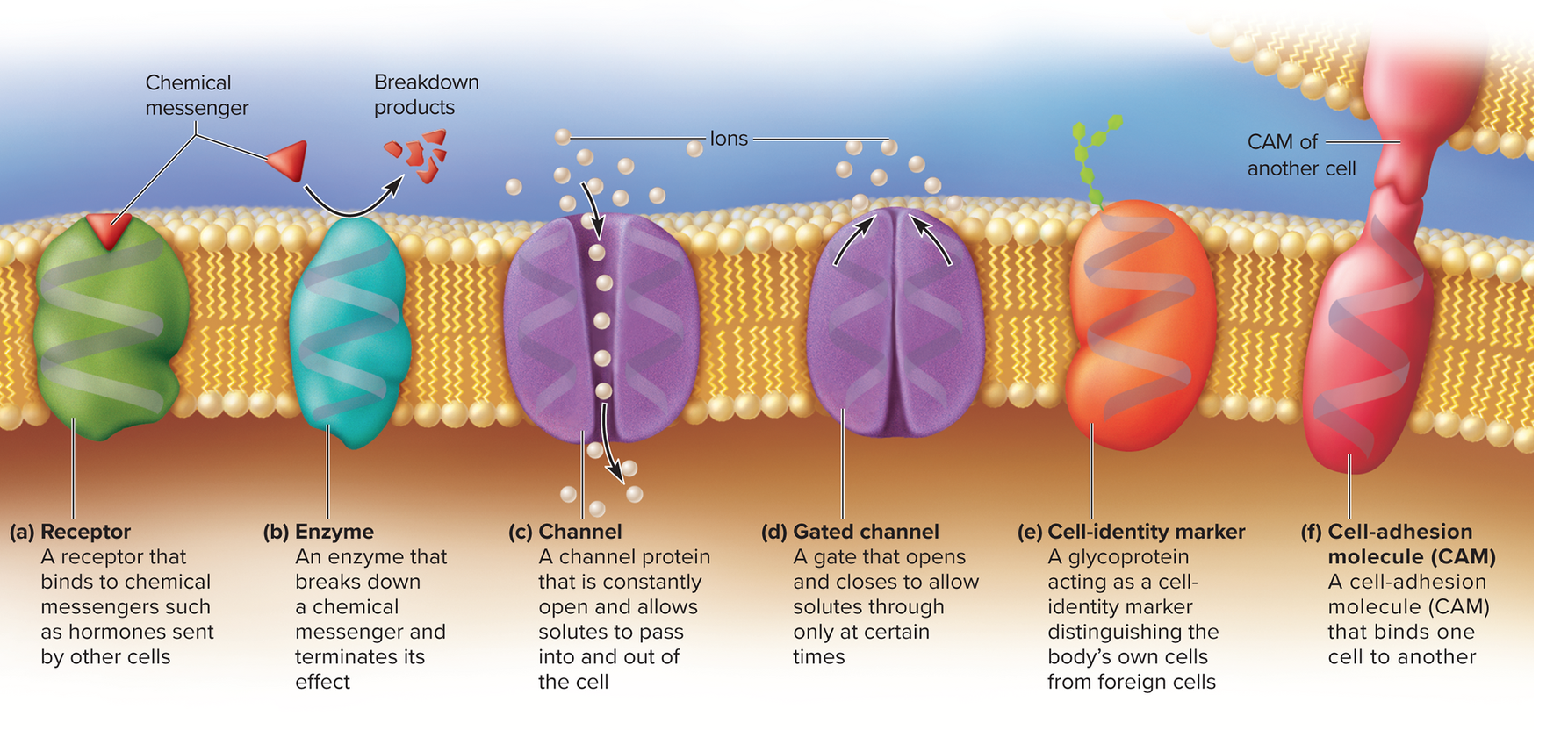<p>Receptor</p><p>enzyme</p><p>channel</p><p>gated channel</p><p>cell identity marker</p><p>cell adhesion molecule (CAM)</p>