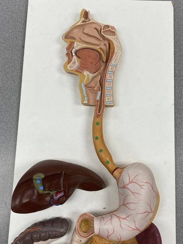 <p>Identify this structure</p>