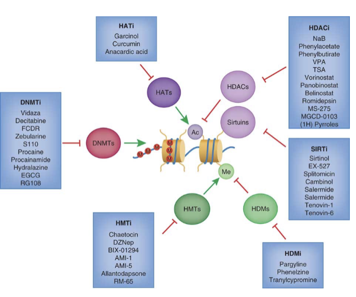 <p>Many cancer therapies target chromatin components… chromatin modifiers act as therapeutic targets… many compounds effective against cancer cells are inhibitors of chromatin modifiers </p><p>Understanding how chromatin regulators work = essential for interpreting their effectiveness in cancer therapies &amp; roles in inducing secondary effects and cancer recurrences… altering chromatin state means altering access and thus transcription</p>