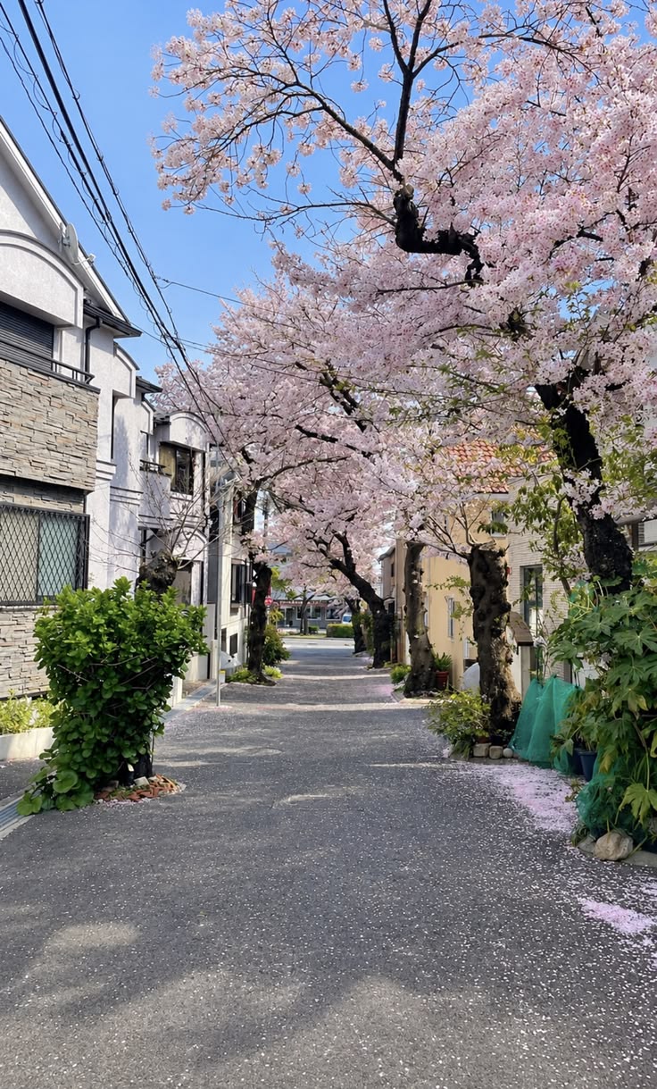 <p>Street</p>