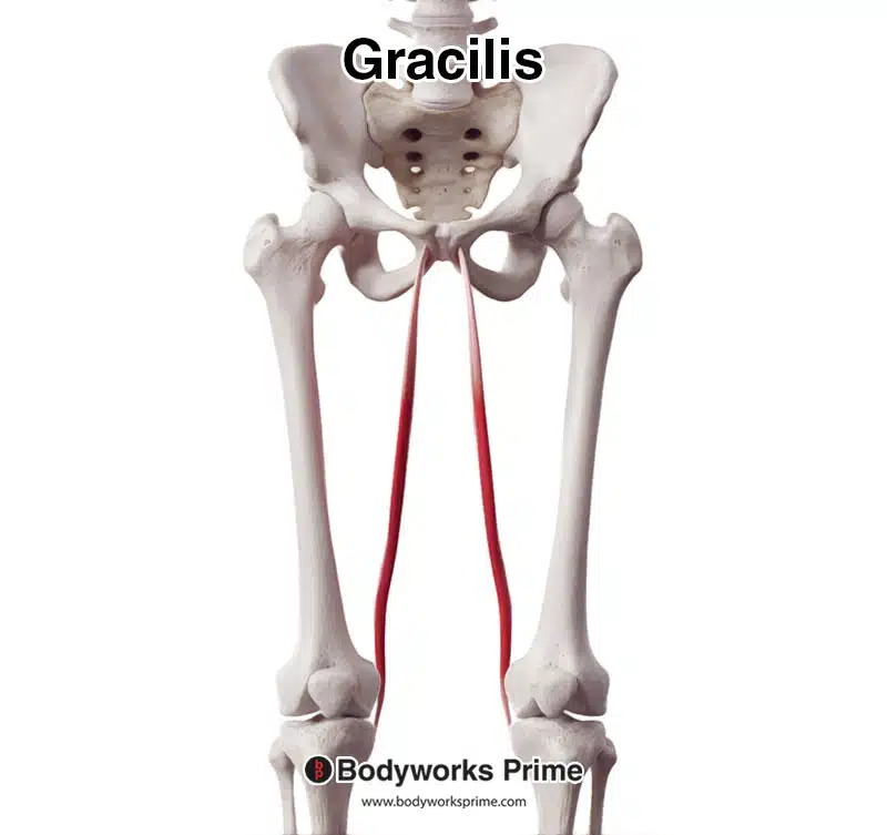 <p>Gracilis</p>