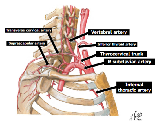 <p>Extends superiorly from subclavian</p><p>3 branches: inferior thyroid artery, transverse cervical artery, suprascapular artery</p>