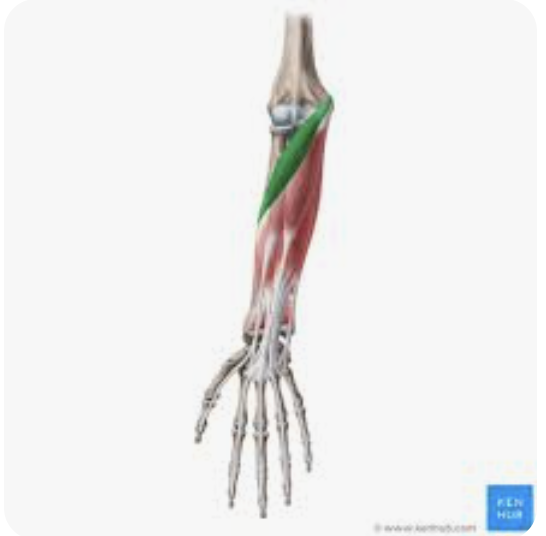 <p>O: Medial epicondyle of humerus</p><p>I: Lateral surface of radius</p><p>A: Pronation and flexion of forearm</p><p>N: Median nerve</p>